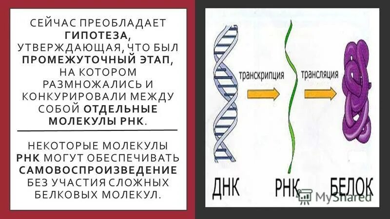 В некоторой молекуле рнк