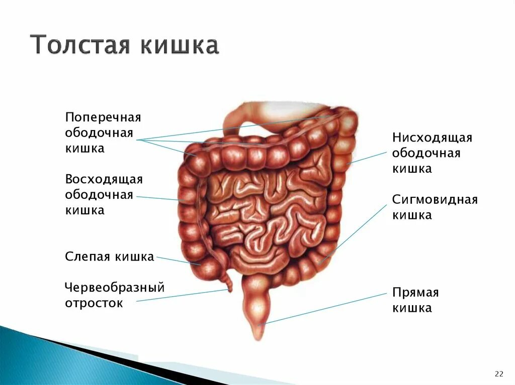 Название толстой кишки