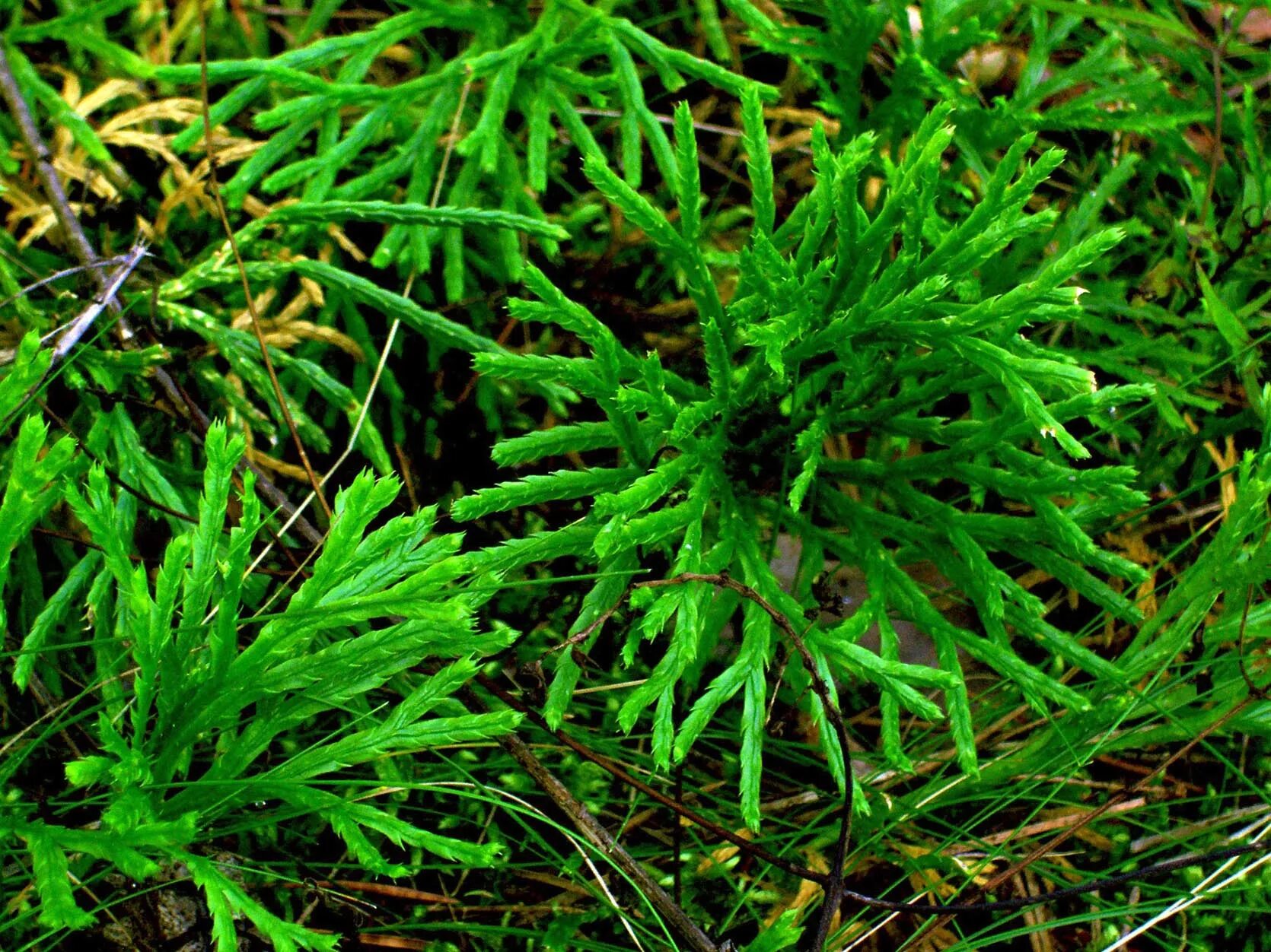 Плаун сплюснутый. Lycopodium complanatum. Плаун обоюдоострый. Двурядник сплюснутый.