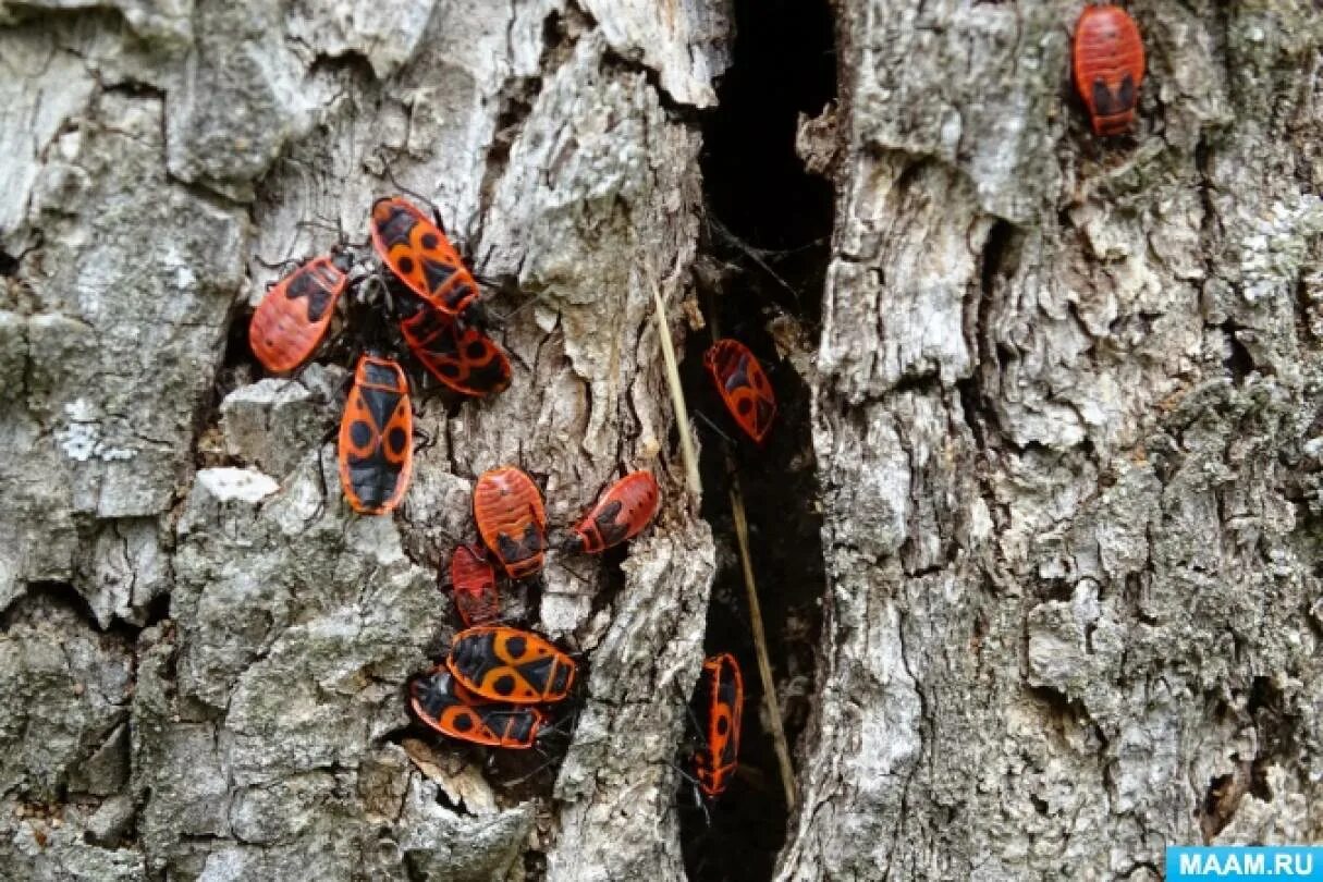 Насекомые в коре дерева. Насекомые осенью для презентации детям. Насекомые в лесу осенью. Букашки божья коровка. Муравей осень.