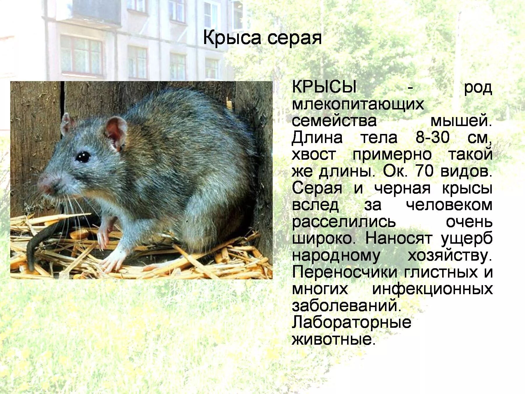 Сколько лет крысе