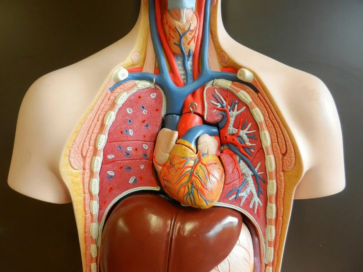 Органы человека картинка. Внутренние органы. Органы человека.