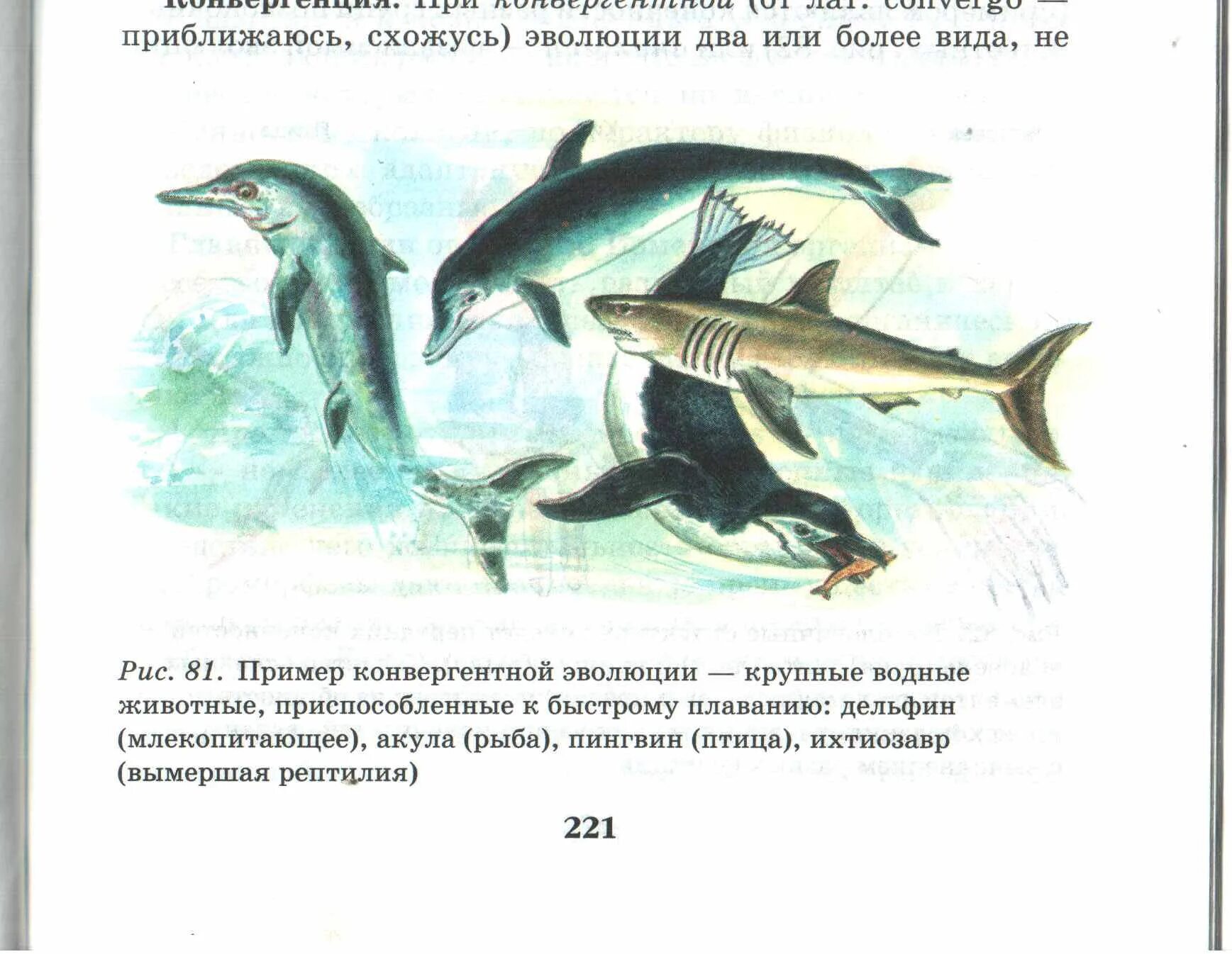 Крупные изменения в эволюции. Параллельная Эволюция примеры. Эволюционный параллелизм. Параллелизм в эволюции примеры. Конвергенция акула Ихтиозавр Дельфин.
