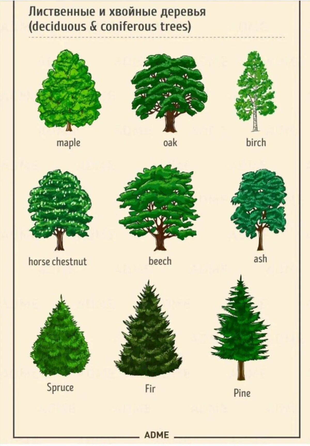 Ель пихта сосна кедр лиственница. Лиственные деревья. Лиственные деревья названия. Листаенные ихвойные деревья.