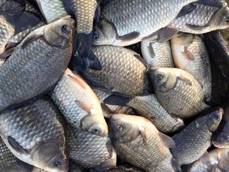 двухлетки карпа. реализуемая живая рыба. реализуемая живая рыба. толстолобик, карп, щука. живая рыба карась.