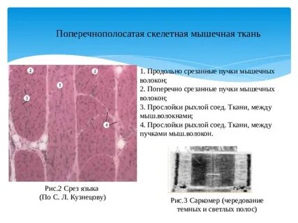 Язык ткани