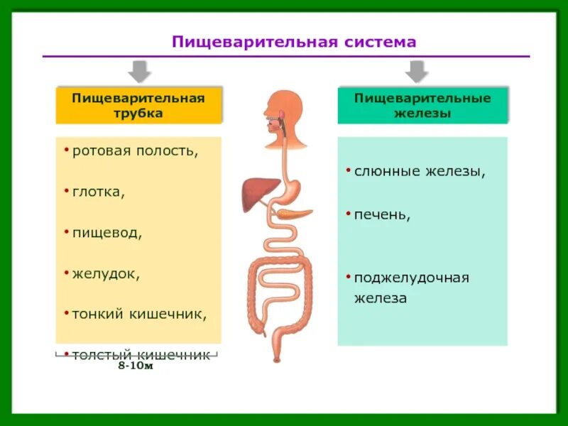 Система пищеварительных органов состоит из. Графическая структура отдела пищеварительной трубки. Пищеварительная система состоит из пищеварительной трубки. Кишечная трубка состоит из. Пищеварительная трубка схема.