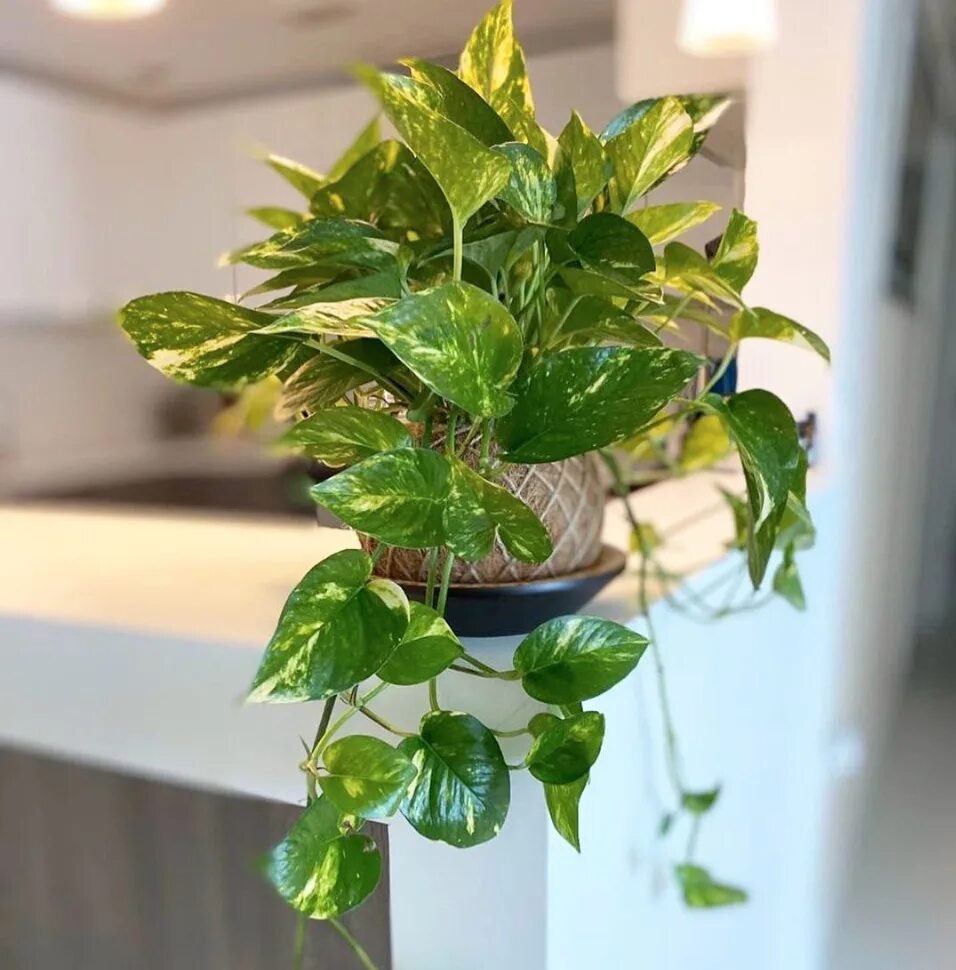 Devils Ivy "Golden Pothos" - Creative Plant Designs
