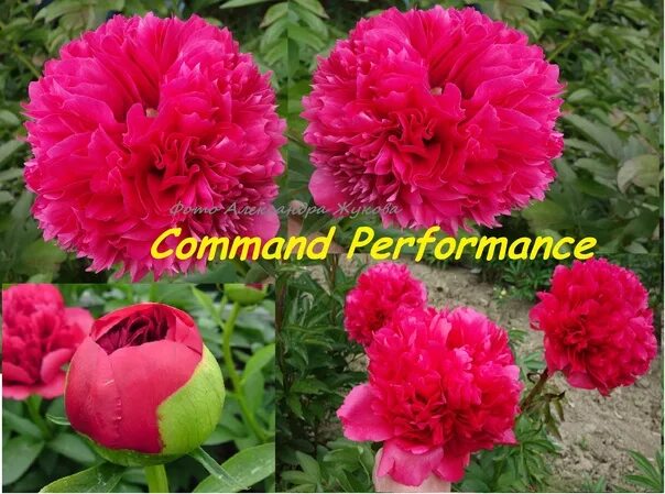 Пион Комманд Перфоманс 'Command Performance' - Цветочный дворик