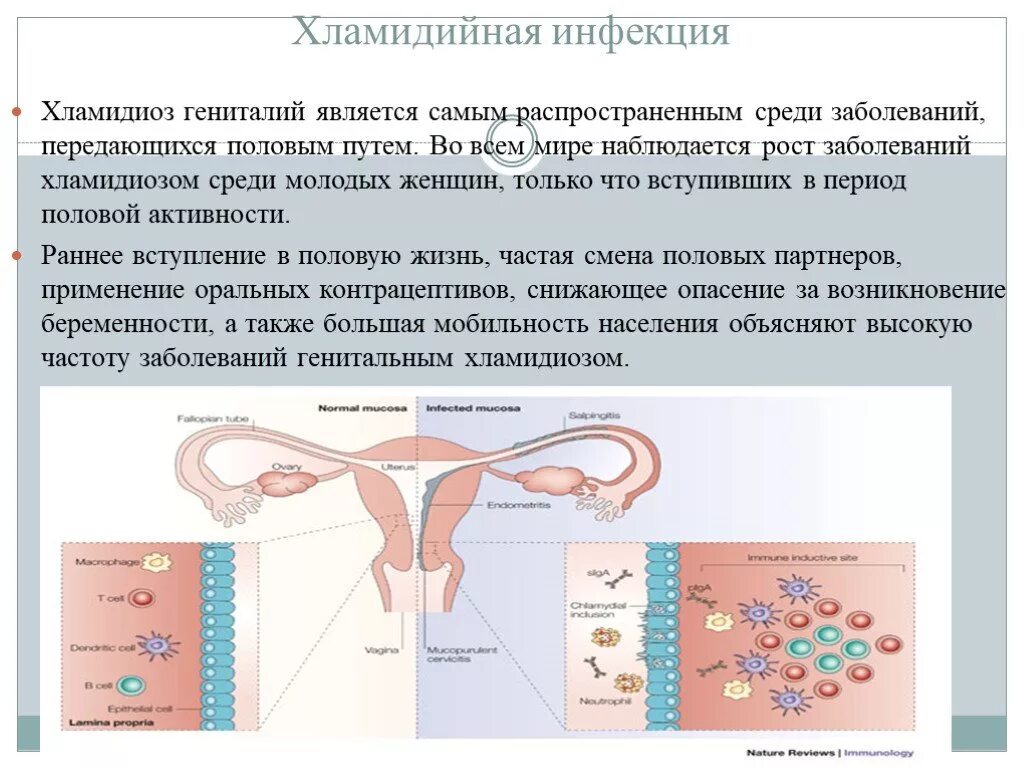 Хламидия в организме. Хламидии источник заражения. Урогенитальный хламидийная инфекция.