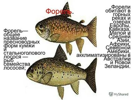 Название лососевых рыб