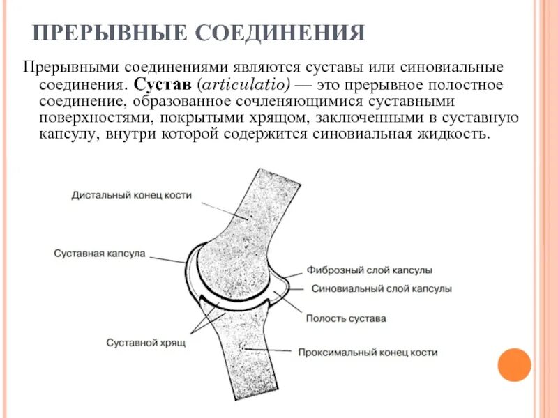 Прерывное соединение кости. Прерывные соединения суставы. Соединение прерывное соединение. Хрящ покрывающий суставные поверхности. Прерывные и непрерывные соединения костей.