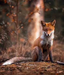 Животные wildlife