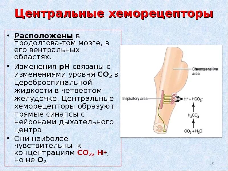 Периферические хеморецепторы дыхания. Хеморецепторы дыхания физиология. Хеморецепторы расположены. Каротидные хеморецепторы. Хеморецепторы где находятся.