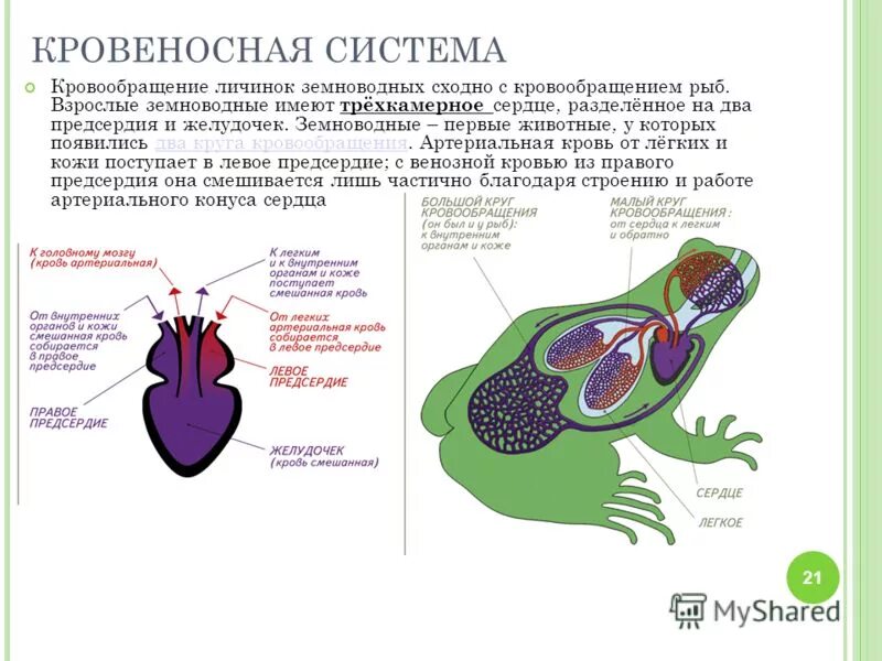 Сколько кровообращения у лягушек