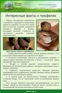 Трюфеля грибы выращивание