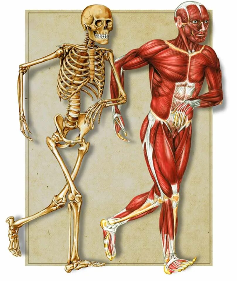Опорно-двигательная система кости и мышцы. Анатомия человека костно мышечная система. Анатомия опорно двигательная система скелет. Опорно двигательная система мышцы человека анатомия.