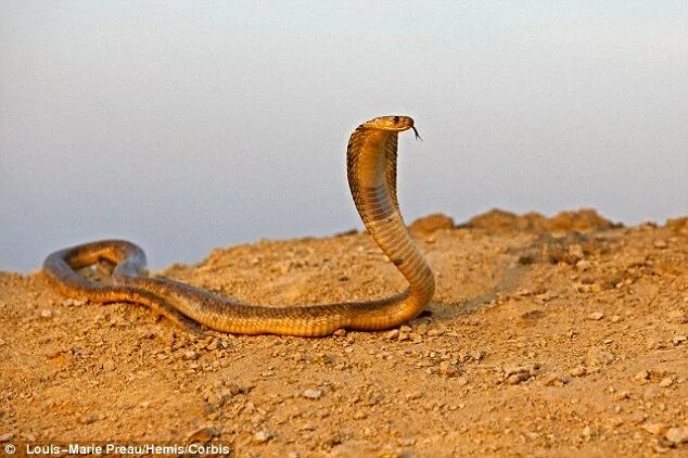 Egyptian cobra