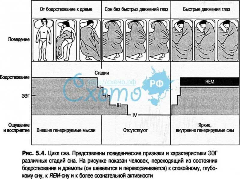 Прохождение 3 глубокий сон. Фазы сна циклы сна. Фазы сна человека таблица. Количество фаз сна у человека:. Фазы быстрого и медленного сна.