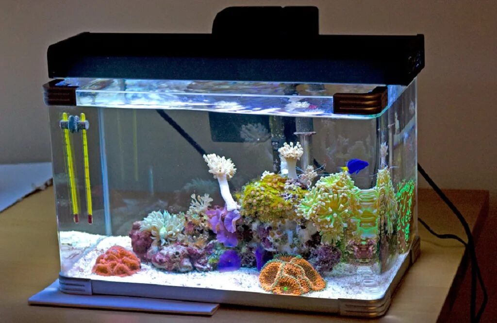 Какая вода нужна рыбкам. Аквариум Arcadia Nano. Аквариум мини риф. Морской нано аквариум. Reef 10 Gallon.