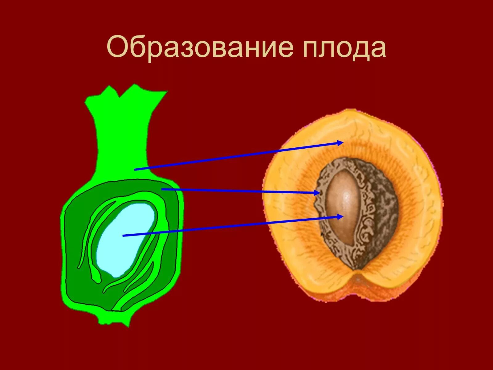 Какая часть плода развивается из стенок завязи