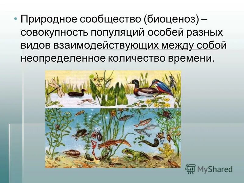 Различия аквариума и естественного водоема. Сообщество биоценоз экосистема. Природные сообщества. Природный биоценоз. Природное сообщество биогеоценоз.