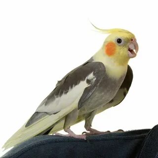 Корела без