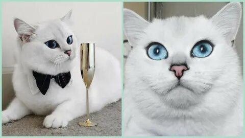 Включи красивый кот