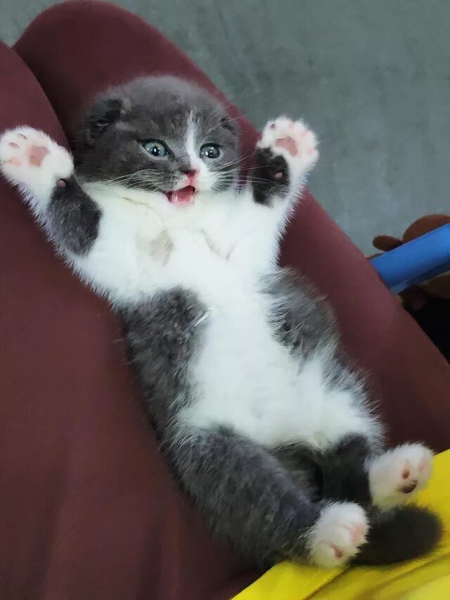 котенок удивляй. удивленный взгляд кота. котенок удивлен. котенок удивляй. испуганный кот.