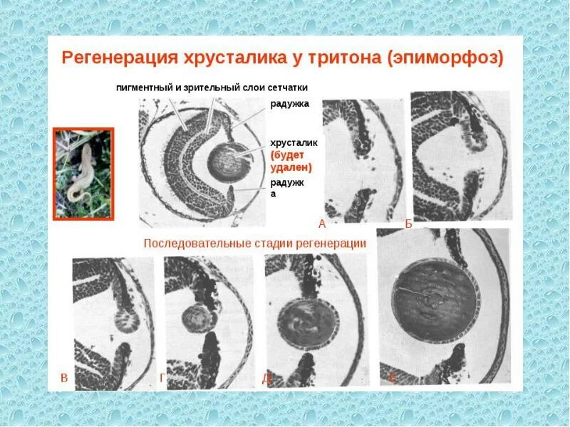 Гетероморфоз. Регенерация конечности Тритона. Эпиморфоз регенерация. Вольфовская регенерация хрусталика. Эпиморфоз регенерация примеры.