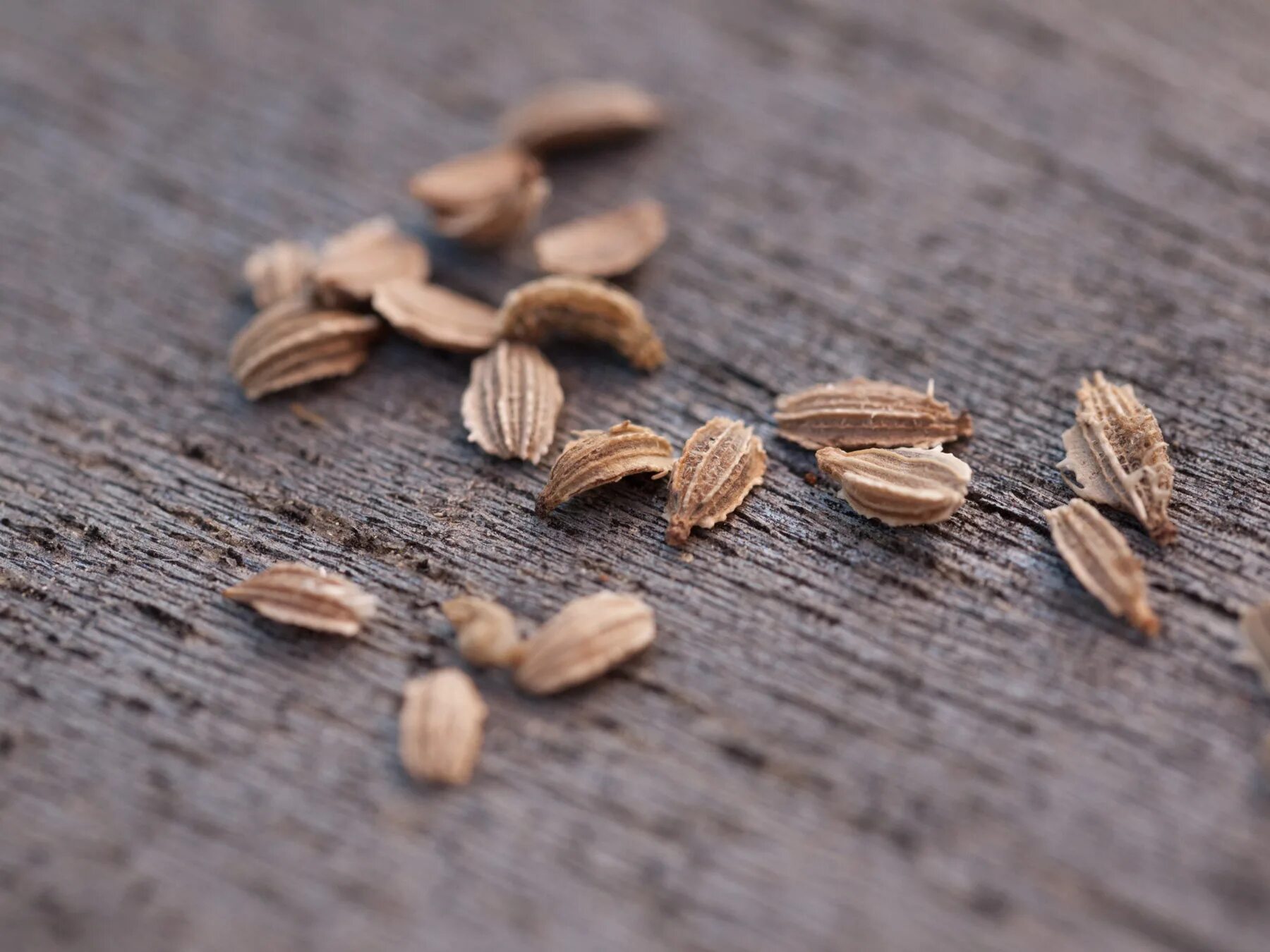 посев семян под зиму. рядовые семена. секвойя шишки семена. технология посадки озимой пшеницы. рядовой высев семян.