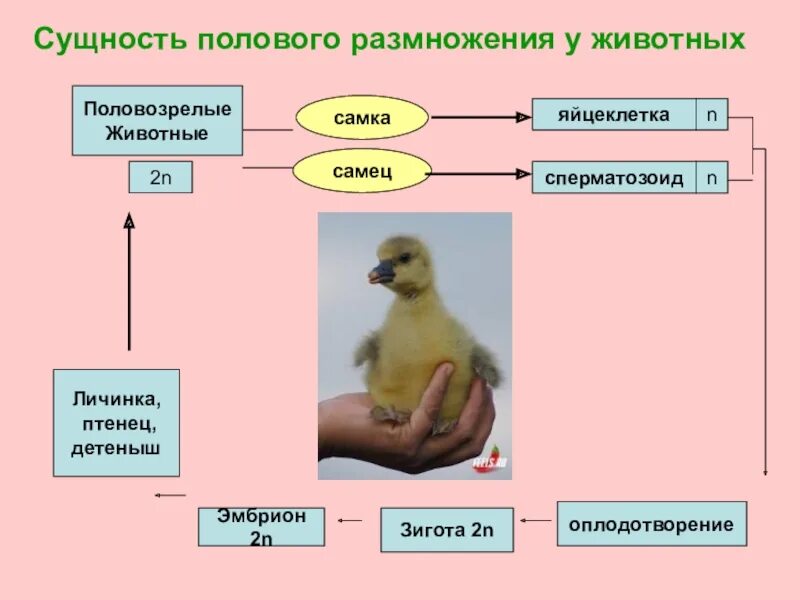 Сформулируйте определение полового размножения. Сущность полового размножения. половое размножение организмов. биологическая сущность полового размножения. формы размножения организмов мейоза.
