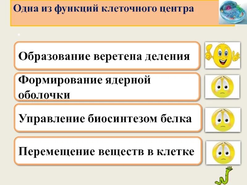 Ядерная оболочка. Ядерная мембрана ядро клетки. Расхождение центриолей к полюсам клетки. Формирование ядерной оболочки. Формирование ядерной оболочки.