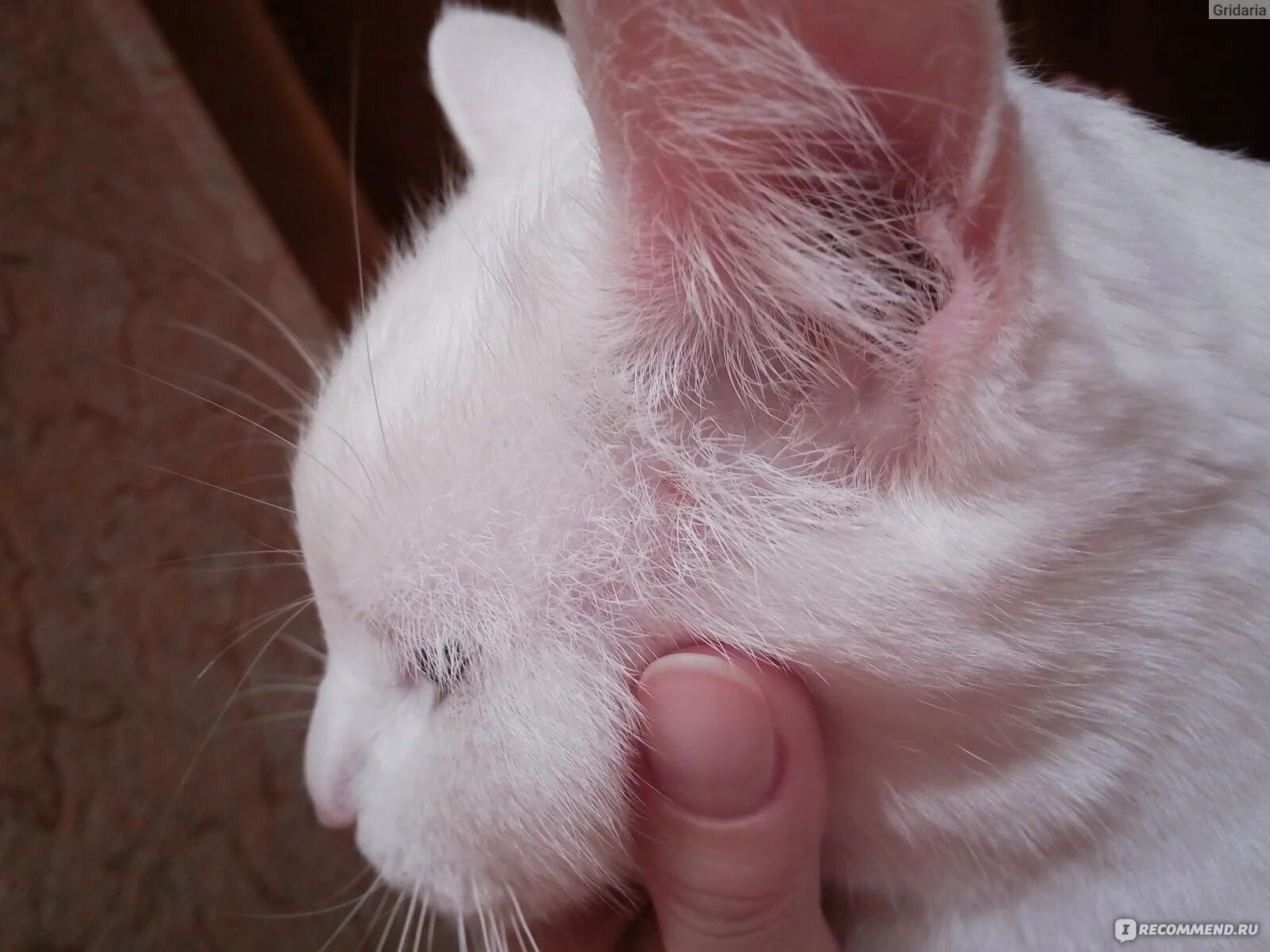 Может быть аллергия на котенка. Пищевая аллергия у кошек.
