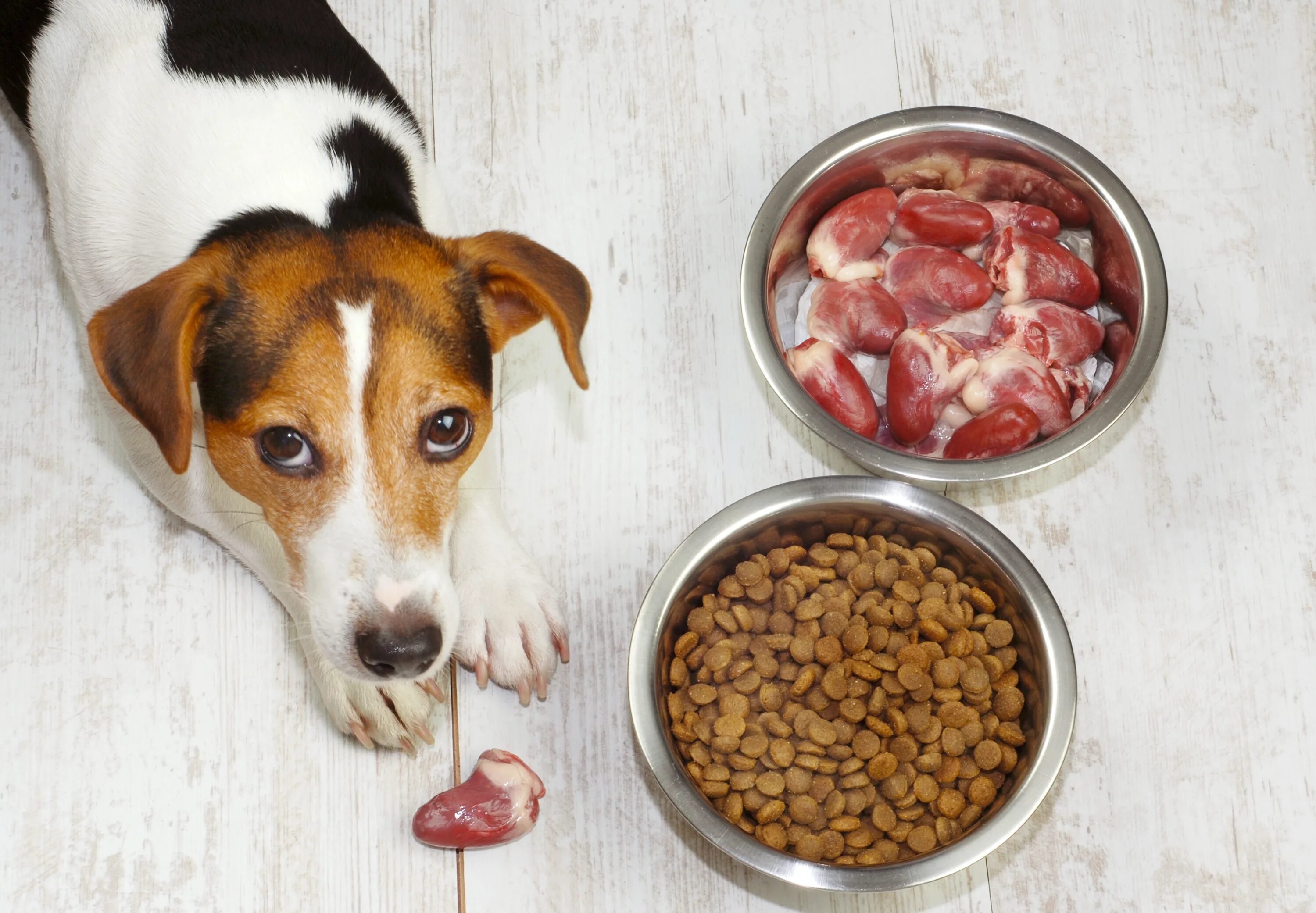 Можно кормить собаку сырым мясом. Еда для собак. Собачий корм. Натуральная еда для животных. Рацион собаки.
