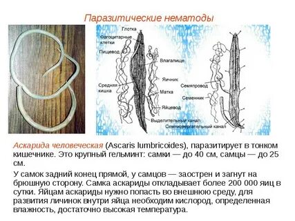 Круглые черви аскариды нематоды