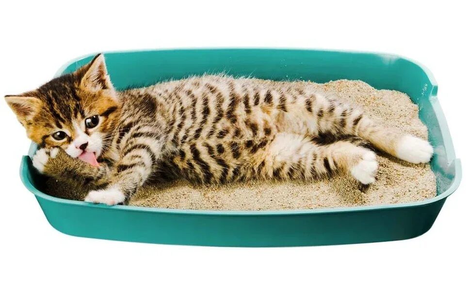 Как приучить котенка к лежанке