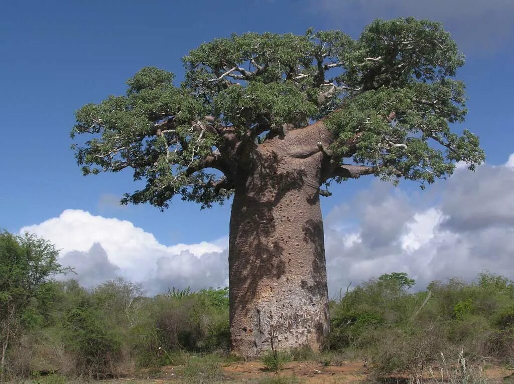Баобаб Адансония. Баобаб дерево. Баобаб Грандидье. Баобаб Африканский.