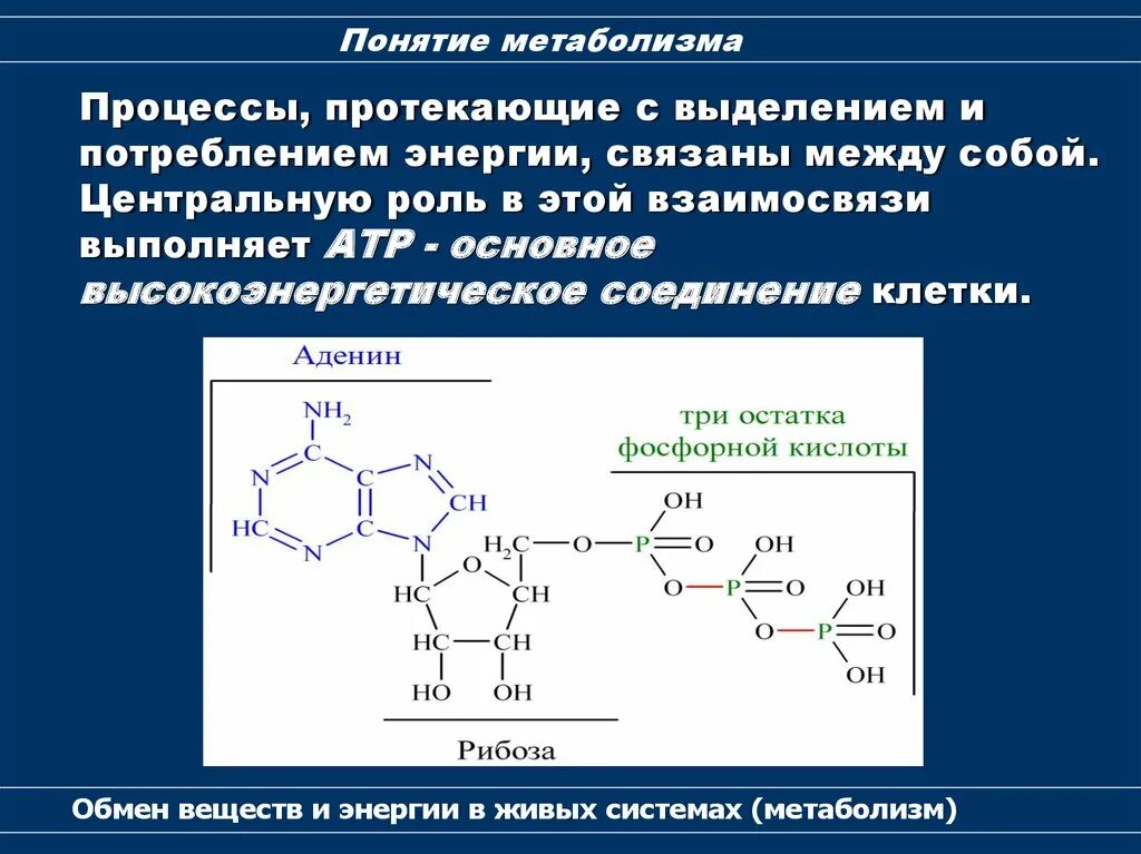 Выделение обмена веществ и энергии. Обмен веществ это процесс. процессы метаболизма. метаболические процессы. понятие о метаболизме.