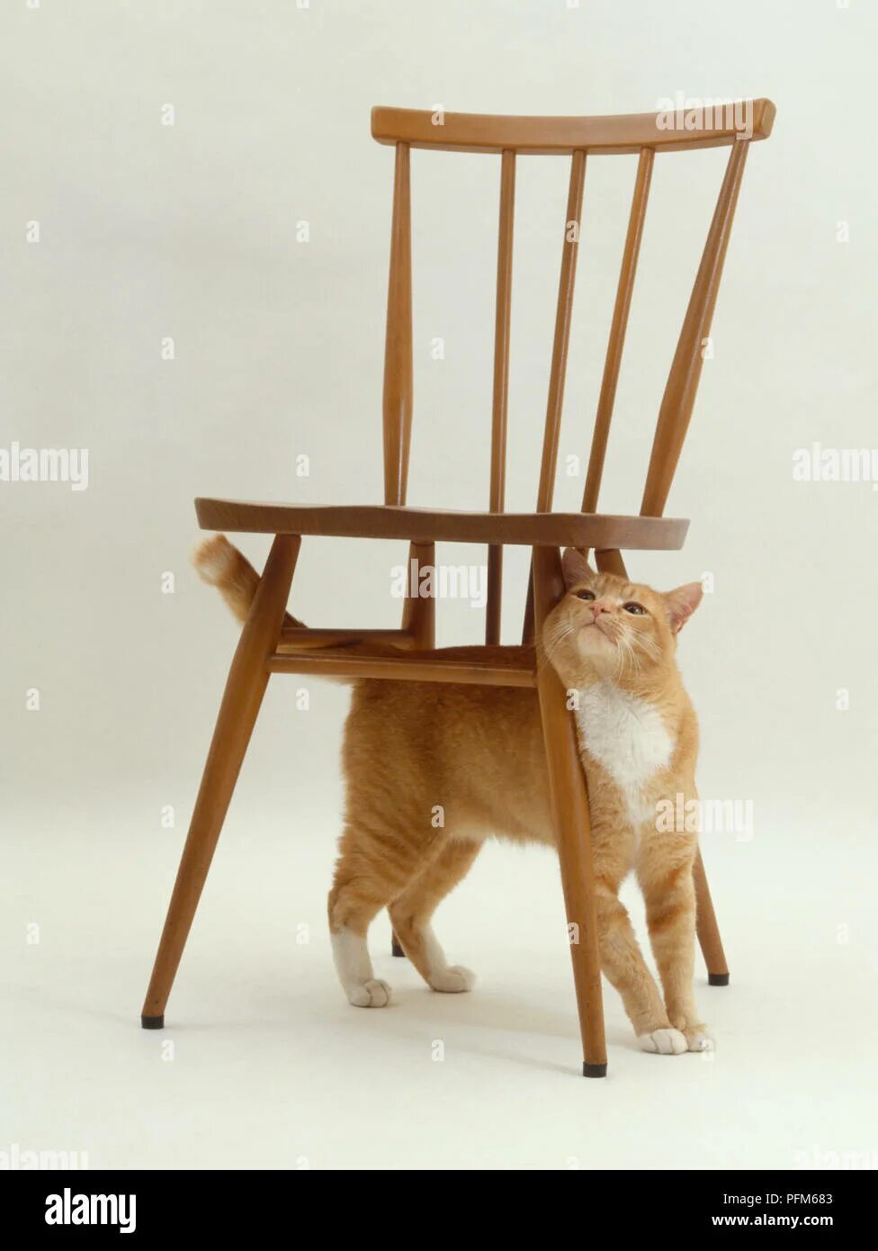 It s on the chair. Кошка на стуле. Собака на стуле. Кот behind the Chair. Кресло для кошки на белом фоне.