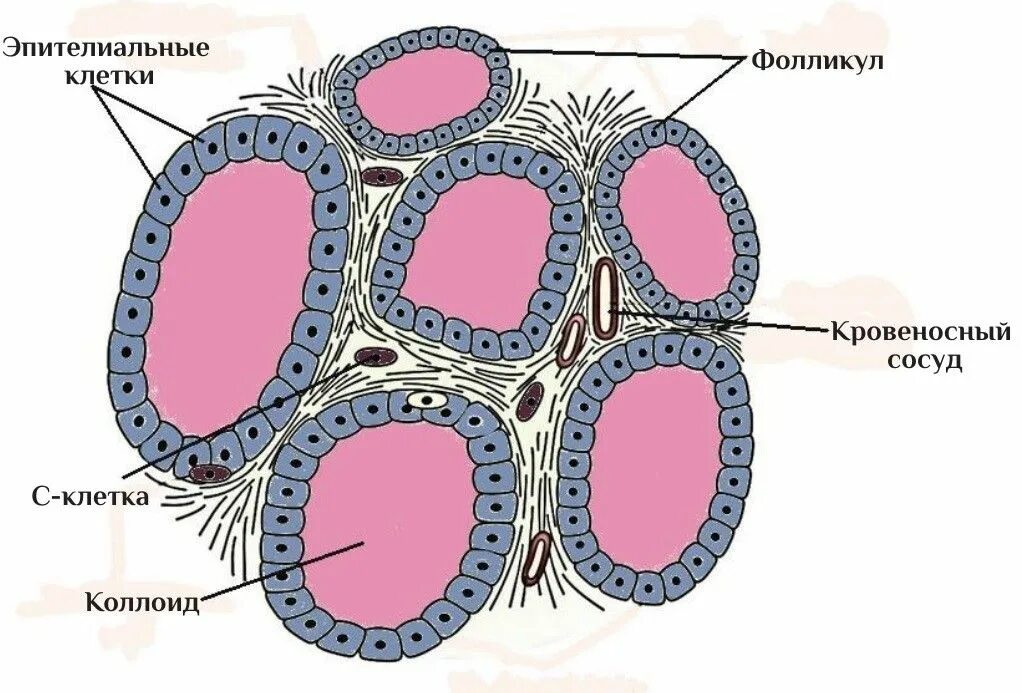 Строение клеток щитовидной железы. Строение фолликула щитовидной железы. Строение щитовидной железы гистология. Структура фолликулов щитовидной железы. Фолликул тироцита