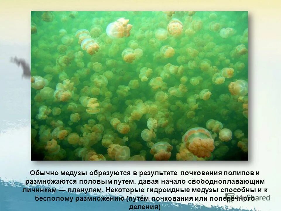 медузовые полипы. жизненный цикл сцифоидной медузы аурелии. как появляются медузы. полип сцифоидных медуз. как появляются медузы.