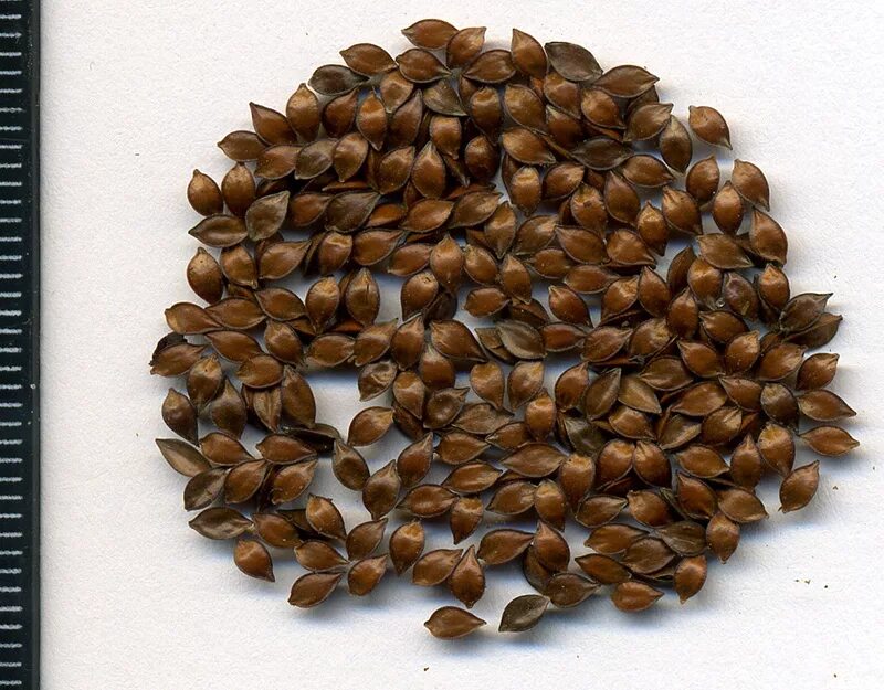 Щавель конский (Rumex confertus) семена. Семена щавеля. Семена конского щавеля. Сорные семена. Семена щавеля купить
