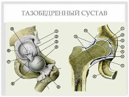 Строение тазобедренного сустава анатомия
