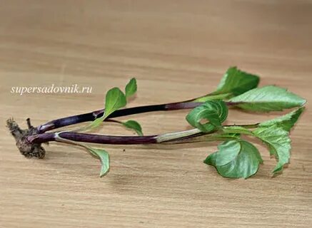 Черенкование георгин осенью