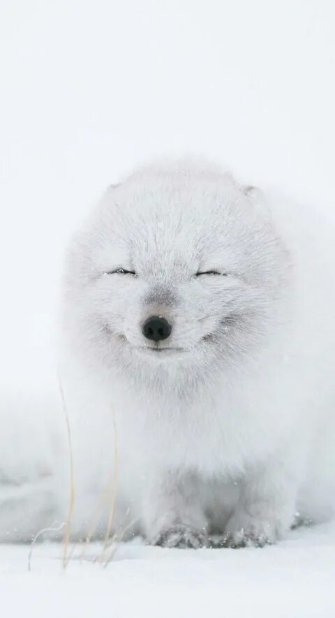 Белый av. Песец белый. Песец в Арктике. Песец милый. Песец улыбается.
