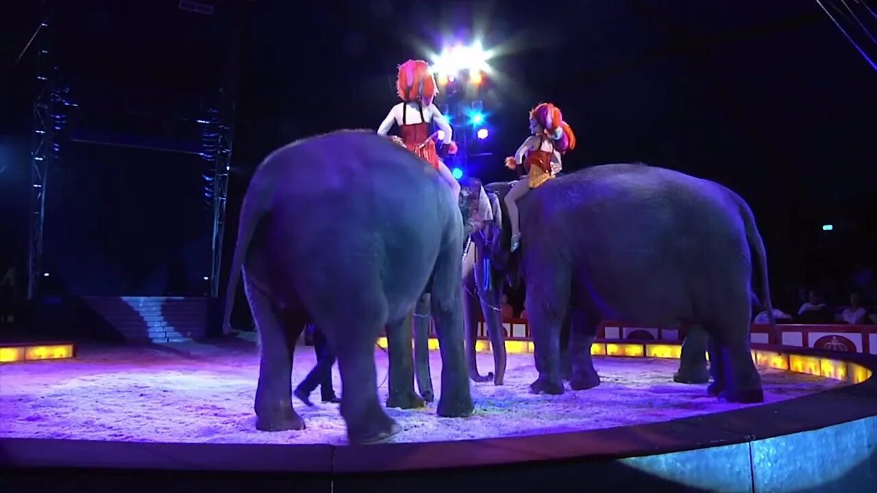 Шоу фонтанов гончарова в цирке. Лев в городе. Цирк ронкалли голограммы. Цирк отели тиграми. Цифровой цирк концовка.