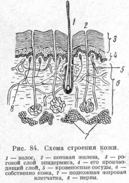 Рассмотрите изображение и определите какая структура кожи. Кожный Покров строение кожи анатомия животных. Строение кожи схема 8 класс. Схема строения кожного Покрова. Строение кожи млекопитающих 7 класс.