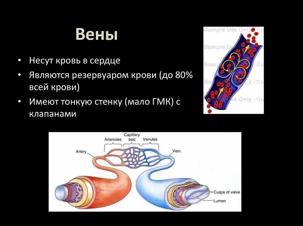 Вены несут венозную кровь в. Вены приносят кровь к сердцу. Направление крови в венах