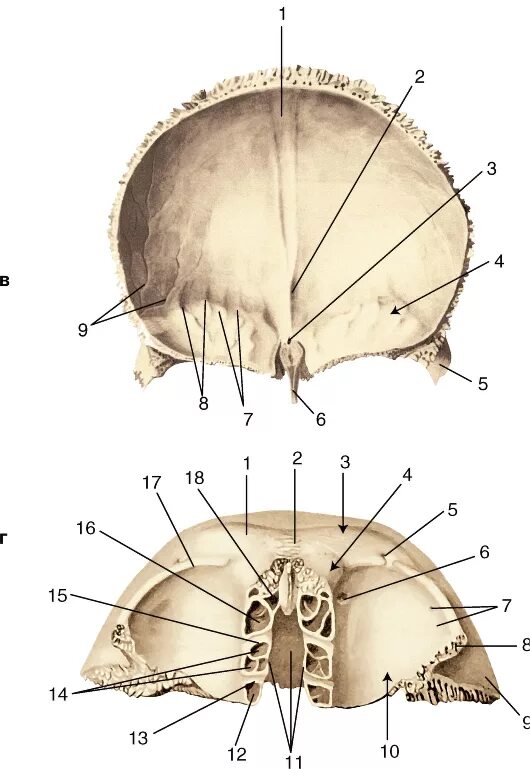 Лобная кость черепа анатомия. Анатомия лобной кости черепа. Лобная кость вид спереди вид снизу. Строение лобной кости черепа.